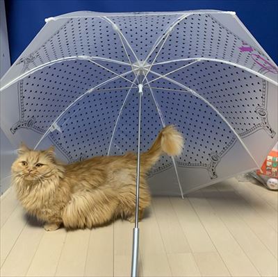 マンチカンズと仲間たち