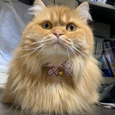 マンチカンズと仲間たち