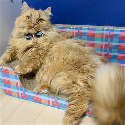 マンチカンズと仲間たち