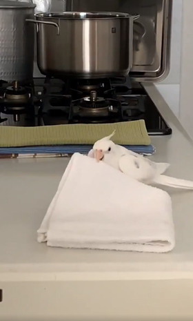 台ふきんをくわえるエミールさん