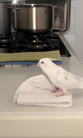 エミールさん左向き