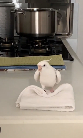 となりのトトロを歌うインコ