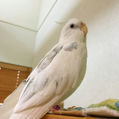 エミールさん全身