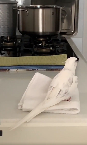 台ふきんの上で後ろを向くエミールさん