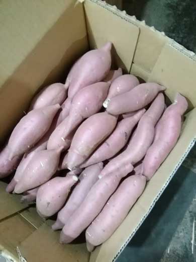 猫 焼き芋屋さん 山田 三毛猫 ミケ 着ぐるみ