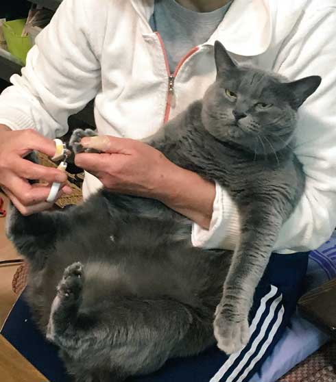 小さくて かわいい ふてぶてしい 成長 捨て猫 しゃけお