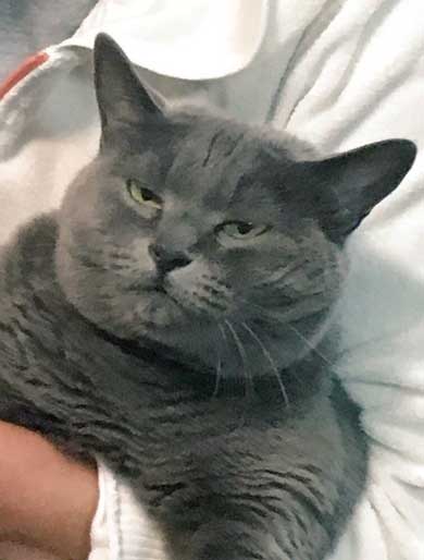 小さくて かわいい ふてぶてしい 成長 捨て猫 しゃけお