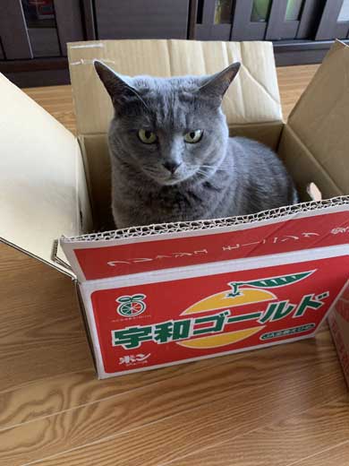 小さくて かわいい ふてぶてしい 成長 捨て猫 しゃけお