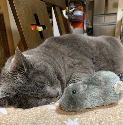 小さくて かわいい ふてぶてしい 成長 捨て猫 しゃけお