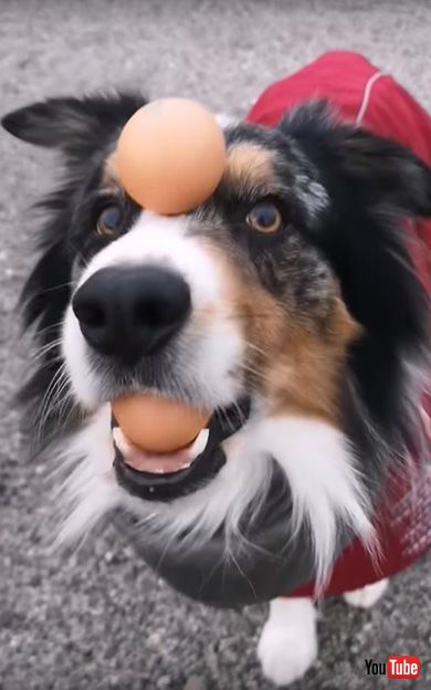 Talented Dog Does Impressive Balancing Act