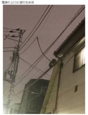 ノッチ 謎の生命体 デンジャラス 都内 狸 動物