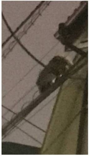 ノッチ 謎の生命体 デンジャラス 都内 狸 動物