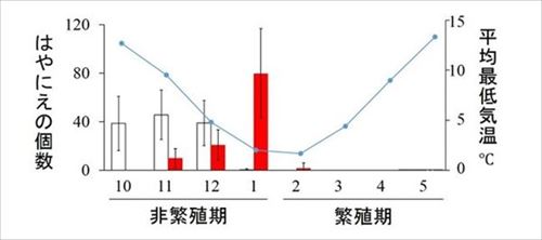 モズのはやにえ