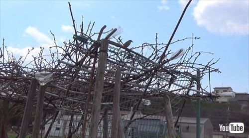 モズのはやにえ