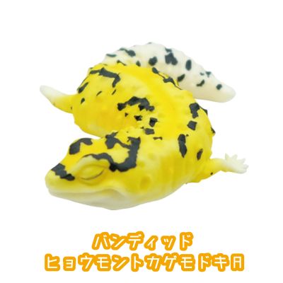 レオパードゲッコー　おやすみシリーズ