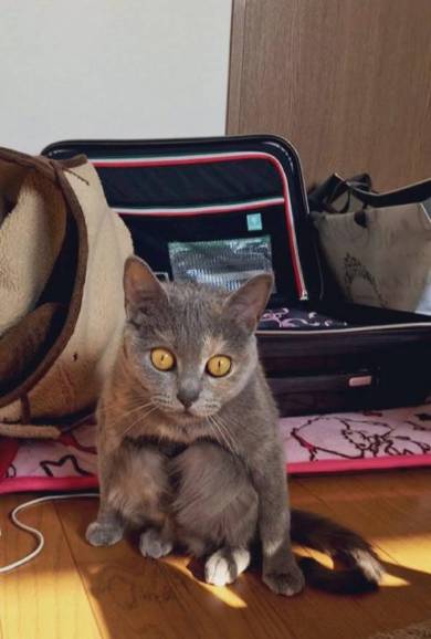 ねこ座り方
