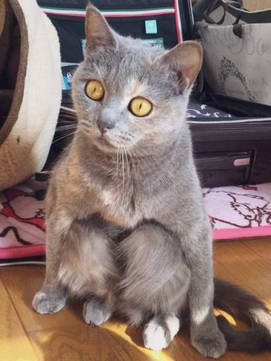 座り方 猫 もなか