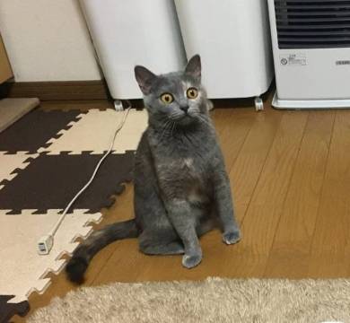 座り方 猫 もなか