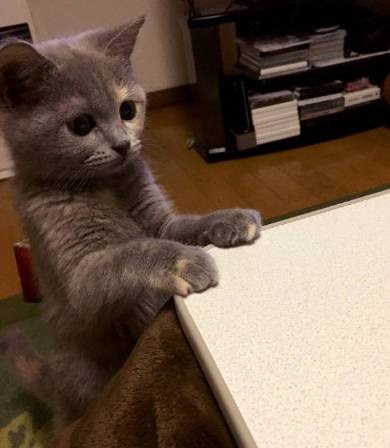 座り方 猫 もなか