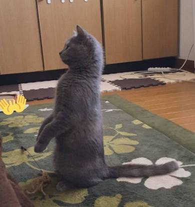 座り方 猫 もなか