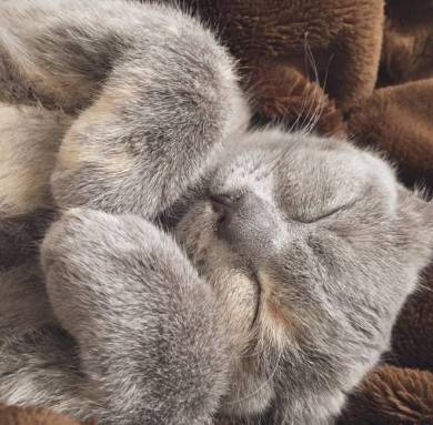 座り方 猫 もなか