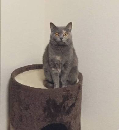 座り方 猫 もなか