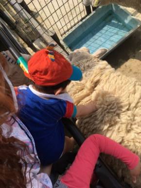 ぺこ りゅうちぇる リンク 息子 生後 10カ月 育児 子育て ブログ 羊 動物