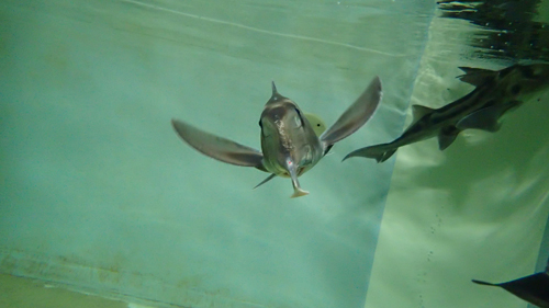 ゾウギンザメ正面