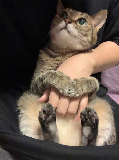 腕ギュ 猫 復活 飼い主 ハグ 手 くう