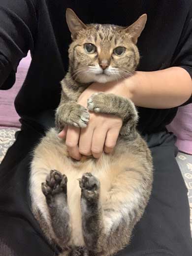 腕ギュ 猫 復活 飼い主 ハグ 手 くう