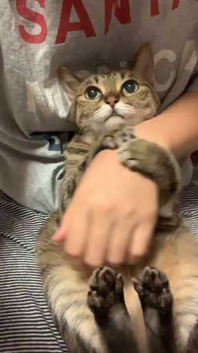 腕ギュ 猫 復活 飼い主 ハグ 手 くう