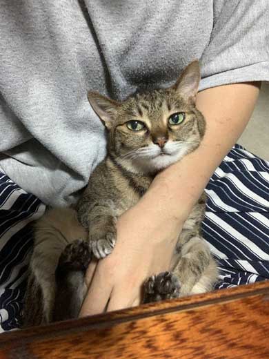 腕ギュ 猫 復活 飼い主 ハグ 手 くう