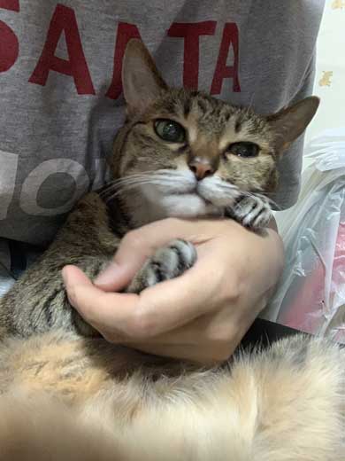 腕ギュ 猫 復活 飼い主 ハグ 手 くう