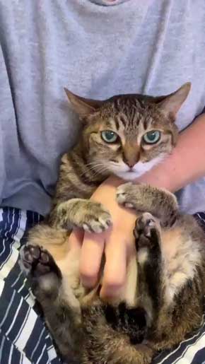 腕ギュ 猫 復活 飼い主 ハグ 手 くう