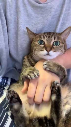 腕ギュ 猫 復活 飼い主 ハグ 手 くう