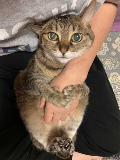 腕ギュ 猫 復活 飼い主 ハグ 手 くう
