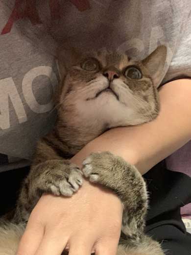腕ギュ 猫 復活 飼い主 ハグ 手 くう