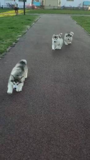 アラスカンマラミュート 子犬 でっかい