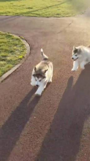アラスカンマラミュート 子犬 でっかい