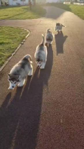 アラスカンマラミュート 子犬 でっかい