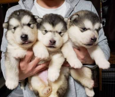 アラスカンマラミュート 子犬 でっかい