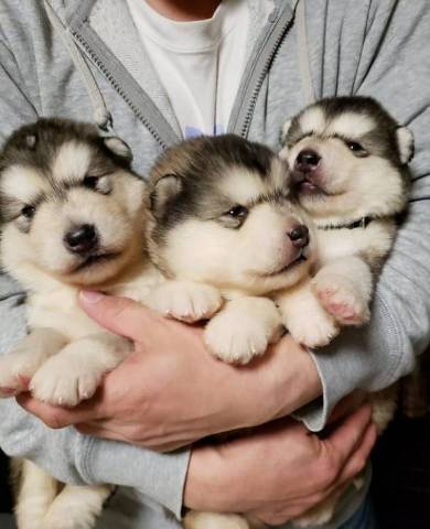 アラスカンマラミュート 子犬 でっかい