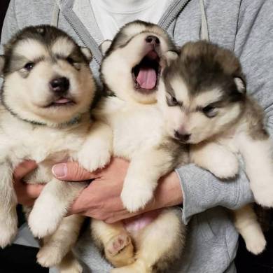 アラスカンマラミュート 子犬 でっかい