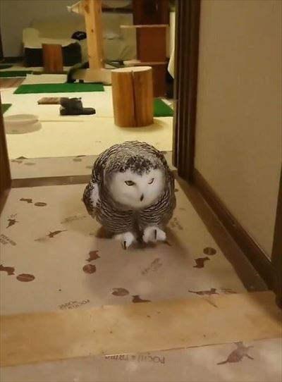 ドスドス歩くシロフクロウ