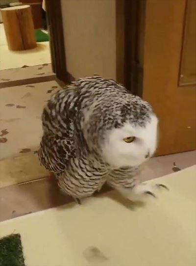 ドスドス歩くシロフクロウ