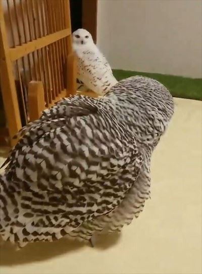 ドスドス歩くシロフクロウ