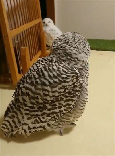 ドスドス歩くシロフクロウ