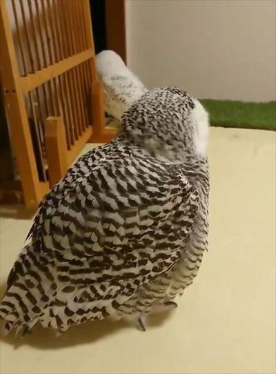 ドスドス歩くシロフクロウ