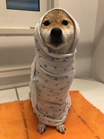 ぽてとくんタオル巻き