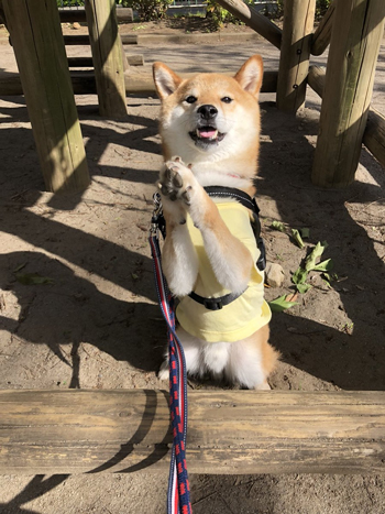 おやつが欲しいぽてとくん